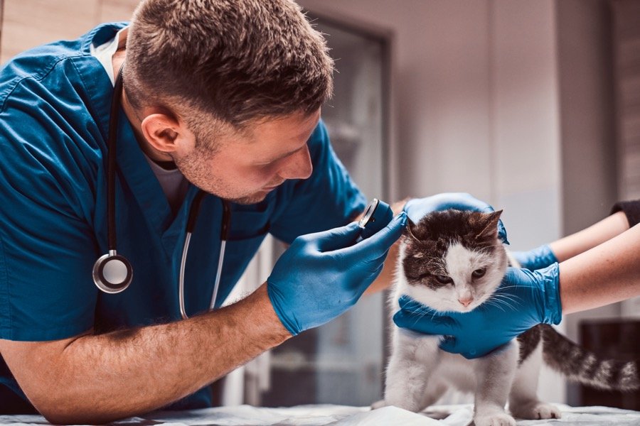 Veterinario en consulta